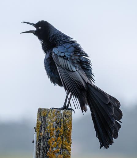 A Great-tailed Grackle, a medium sized black bird with a very long tail and glossy blue-black feathers.  This one is singing on a moss covered post against a grey sky.
