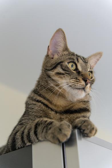 A photo looking up at Mini, a tabby cat, lying on top of a wardrobe, front paws just barely hanging over the edge of it, as he looks interestedly towards the camera right.