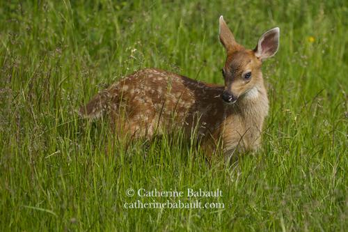 A fawn with white spots on its back stands in tall green grass and looks at the camera.