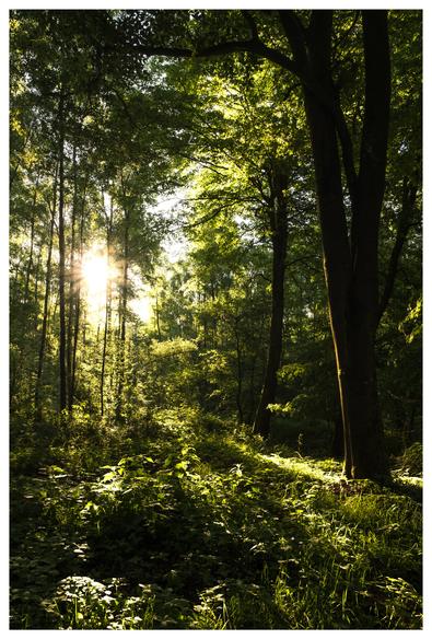 The rays of the morning sun break through a dense green forest and create a scene rich in contrast.