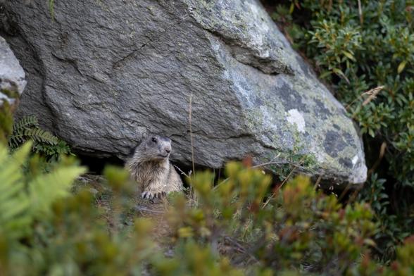 A marmot is sitting in a natural setting, partially hidden by greenery and a large rock.