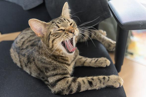 A photo of Ernie, a tabby cat, lying or lounging on a desk chair, captured mid yawn. His mouth is wide open, tongue hanging out a bit, eyes mostly closed, ears ever so slightly pulled back.
Good morning!