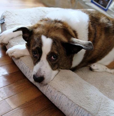 A white and brown dog lying in his bed, looking up to the camera indifferently