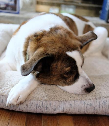 A white and brown dog lying in his bed with dreamy eyes (or sulky eyes) resting his chin on the edge of the bed, his face turned to the right side of the screen