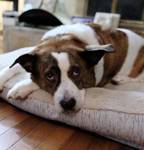 A white and brown dog lying in his bed, awake but kind of pitiful look...