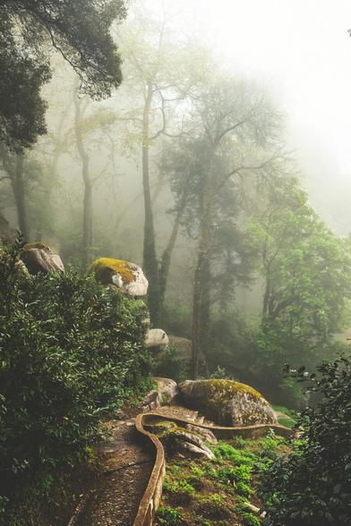 A misty forest scene featuring a narrow, winding stone path bordered by a low stone wall. The path weaves through dense greenery and large moss-covered boulders. Tall trees with bare and leafy branches rise into the foggy sky, creating an ethereal and tranquil atmosphere. The diffused light filtering through the fog enhances the lushness of the foliage and gives the scene a mystical, almost enchanted forest feel.