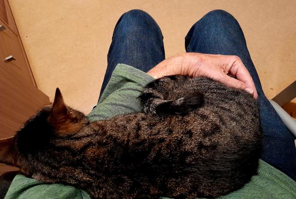 Pussy Galore, a grey tiger tabby,  curls up on lap for some lovin'
