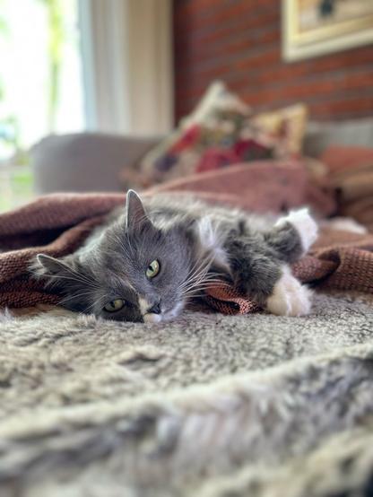 A grey and white Norwegian forest cat sleepily lying on a couch looking into the camera with half open green eyes.