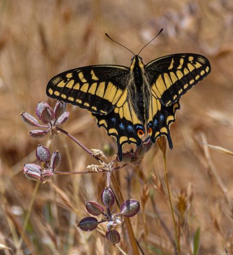 An Anise Swallowtail, a large butterfly with yellow and black patterned wings, the black extend out at the back like a swallow.  Alos has blue spots, and black, red and yellow eye-like coloring at the back of the tail close to the body.  Out of focus dry grasses in the background.