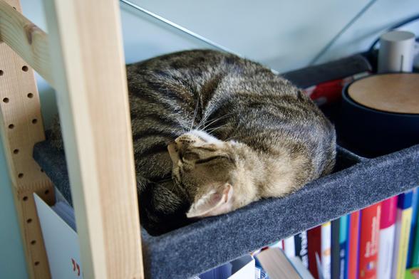 A photo of Mini, a tabby cat, lying curled up in a space of a felt covered organizer, where he just barely fits like this. He looks to be asleep, or at least very cozy, with his head resting sideways on his hind leg and his eyes closed (he just is a circle).
The divider is on a level of a wooden shelf, with some miscellaneous items next to him and books in the level below.