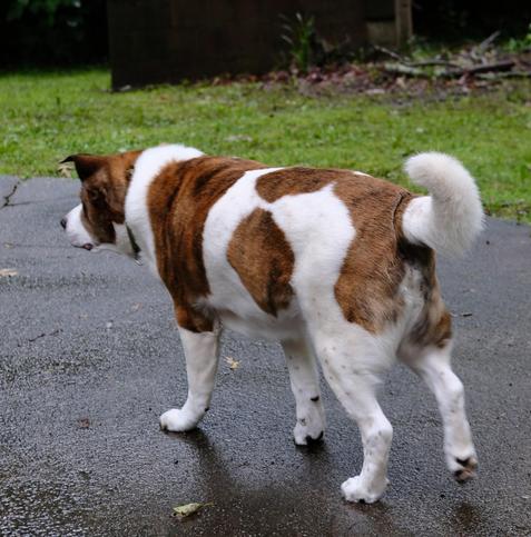 A white and brown dog walking in a light rain on a wet gray driveway at home , his head on the left side of the screen, his white tail curled up on the right