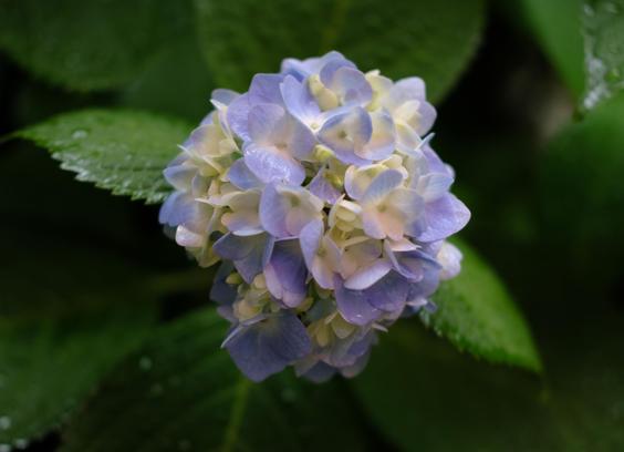 A hydrangea in multiple pastel colors in the rain, and green leaves also look good with raindrops.