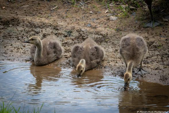 A nature scene showing 3 yellowish canada goose goslings sitting on a mud bank getting drinks of water from the stream