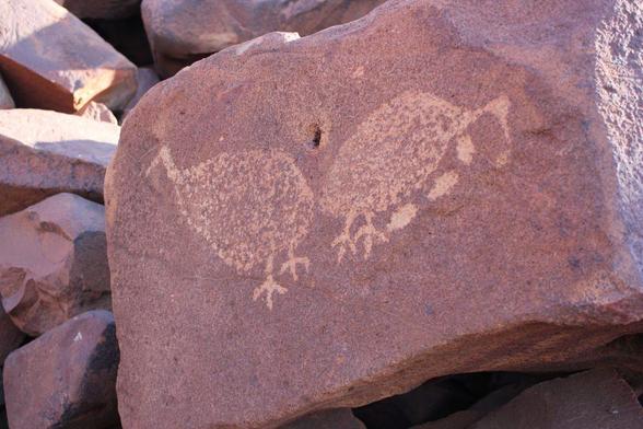 A piece of ancient Aboriginal rock art from Murujuga (Burrup peninsula) in Western Australia, one of around a million such petroglyphs found carved into the rocks of the region. The image, created by shallow carvings into the face of the rock, depicts two large emu-like birds, one of which is on a nest of three eggs. #IndigeousCulturalHeritage