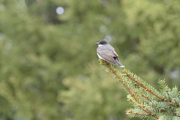The bird is just right and above the middle of the photo.
It is sitting on the branch of a evergreen.
The bird is facing to the left.