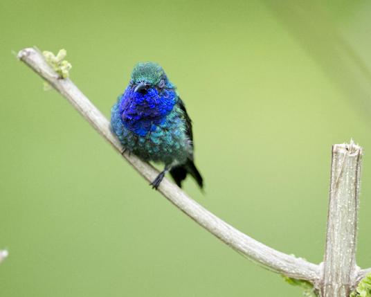 A snoozing glittery green hummingbird with a vivid sapphire-colored throat sits on a twig that is just beginning to bud. The background is the completely smoothed out blur of the garden. This is, 3 guesses, last 2 don't count, the Sapphire-throated Hummingbird. Darien, Panama. Photo by Peachfront.