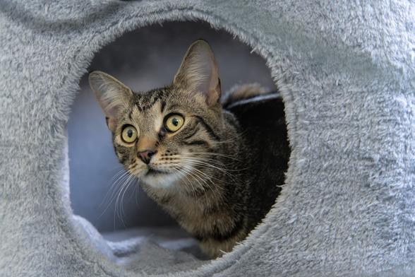 A photo of Mini, a tabby cat, looking out of the hole of a scratching post constructions little cave thingie, somewhere off to the camera left. He seems intrigued by whatever is going on over there, and quite transfixed. The circular opening nicely frames his head and face.