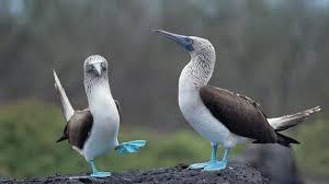 A pair of blue footed boobies show off their beautiful blue feet.