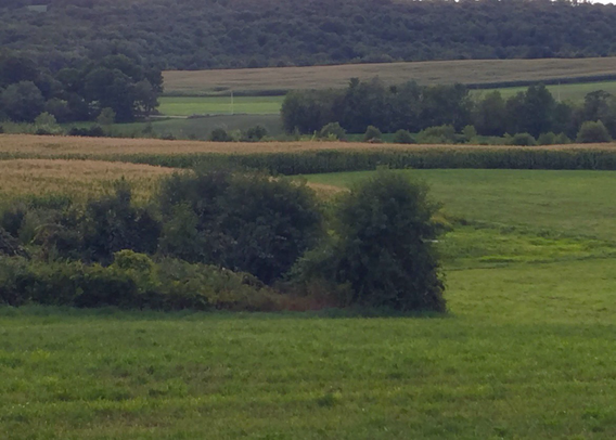 Acres of Green Fields