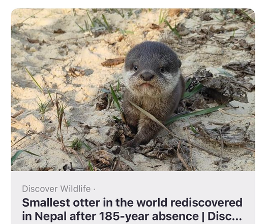 Photo of an otter in a muddy bog and a caption reading, “Smallest otter….”