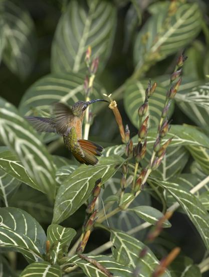 A small green hummingbird with cinnamon underparts and a rusty spread tail is sipping from the tube of a long cigar-shaped flower growing on a bush thickly covered with many large green and white striped leaves. This is the Bronzy Hummingbird. Bastimentos Island, Panama. Photo by Peachfront.