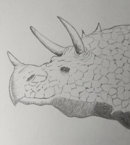 Pencil drawing of a dragon head with horn similar to a triceratops. The dragon is looking to the left.
