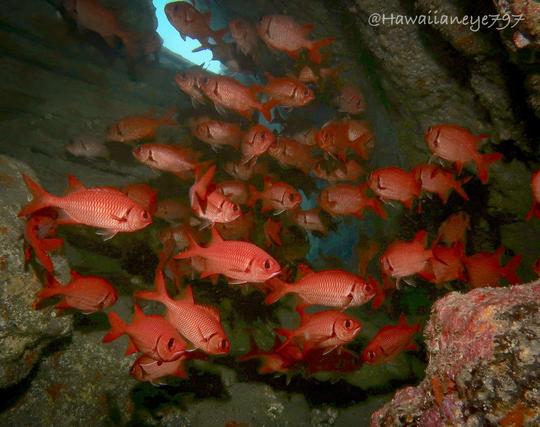 A cluster of orange fish milling about in a covered overhang.