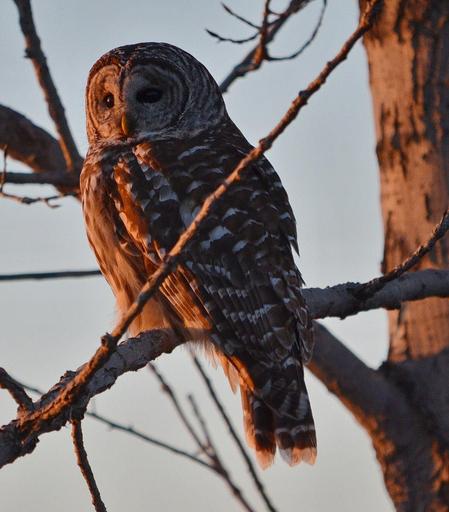 Barred owl in Ontario, Canada.