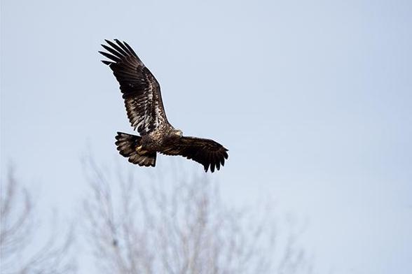 The head of the bird is just left of the middel of the photo.
The bird is fluing,there are some trees in the bottom of the photo.
The bird is flying to the right.