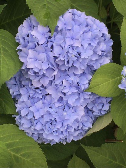 Gorgeous, light purple hydrangeas, surrounded by bright green leaves