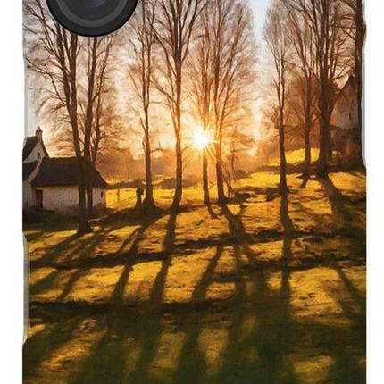 Long shadows of poplar trees at sunset
