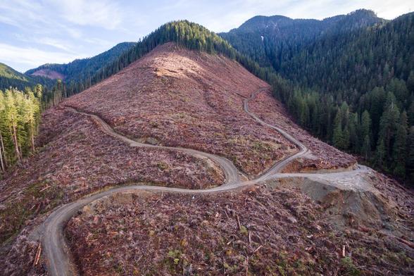 Photo of a hill completely bare from logging surrounded by densely forested slopes.
