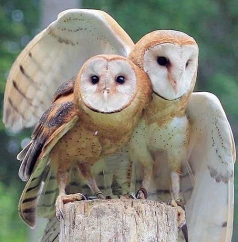 Two owls on a stump