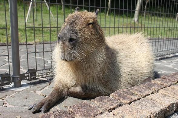 Imagen de un capibara