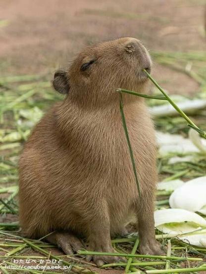 Imagen de un capibara