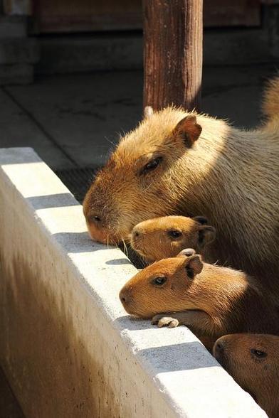 Imagen de un capibara