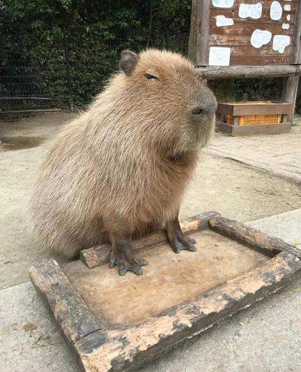 Imagen de un capibara