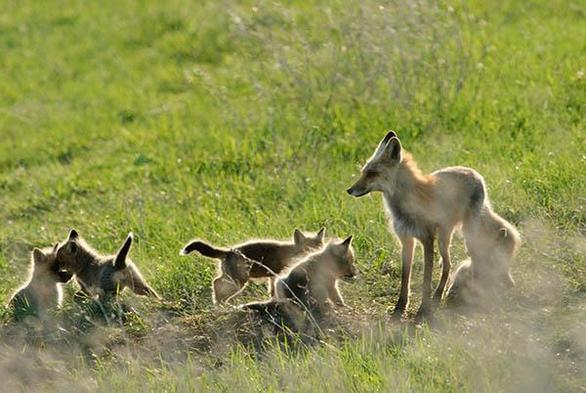 Mother fox is on the right watching her young.
One young is playing with her tail.
There are five young.