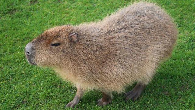 Imagen de un capibara