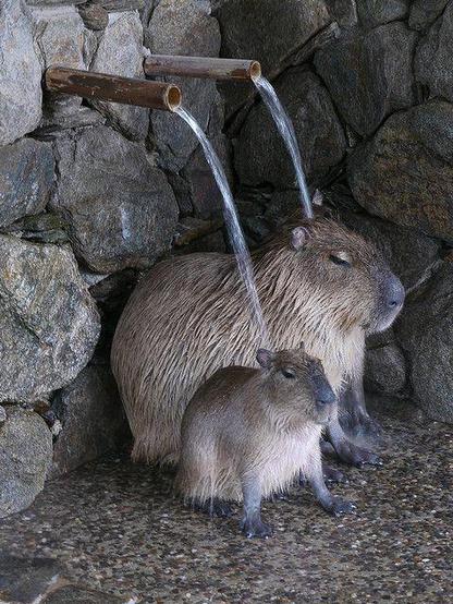 Imagen de un capibara