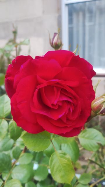 Large, deep red flower on a green bush