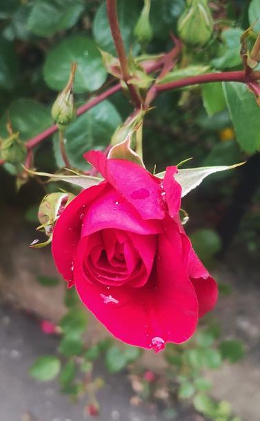 Partly unfurled red rose