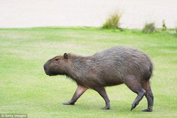 Imagen de un capibara