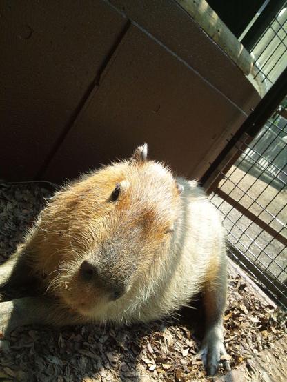 Imagen de un capibara