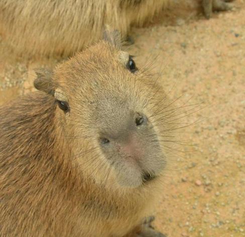 Imagen de un capibara