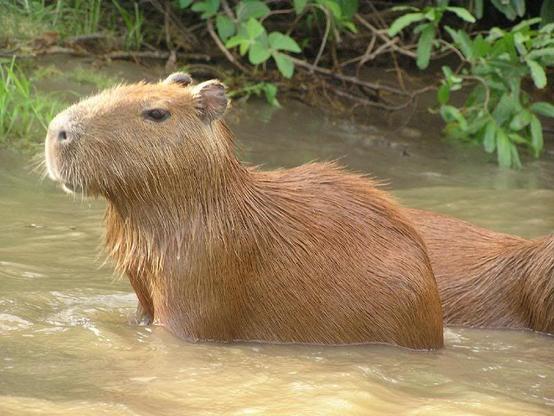 Imagen de un capibara