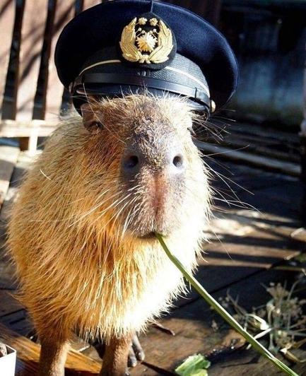 Imagen de un capibara