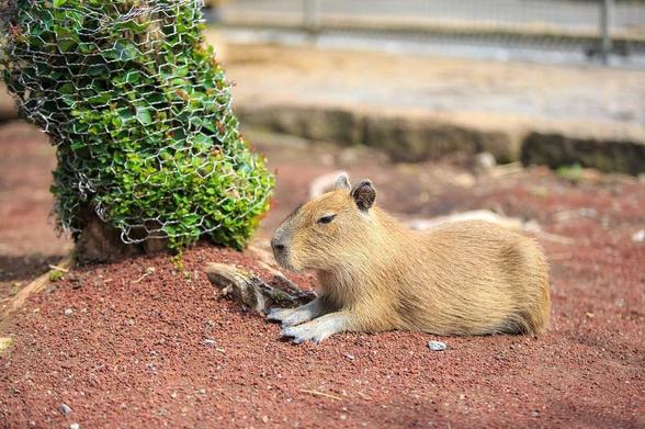 Imagen de un capibara