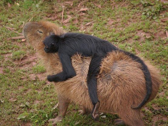Imagen de un capibara