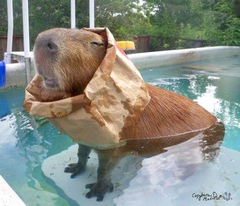 Imagen de un capibara